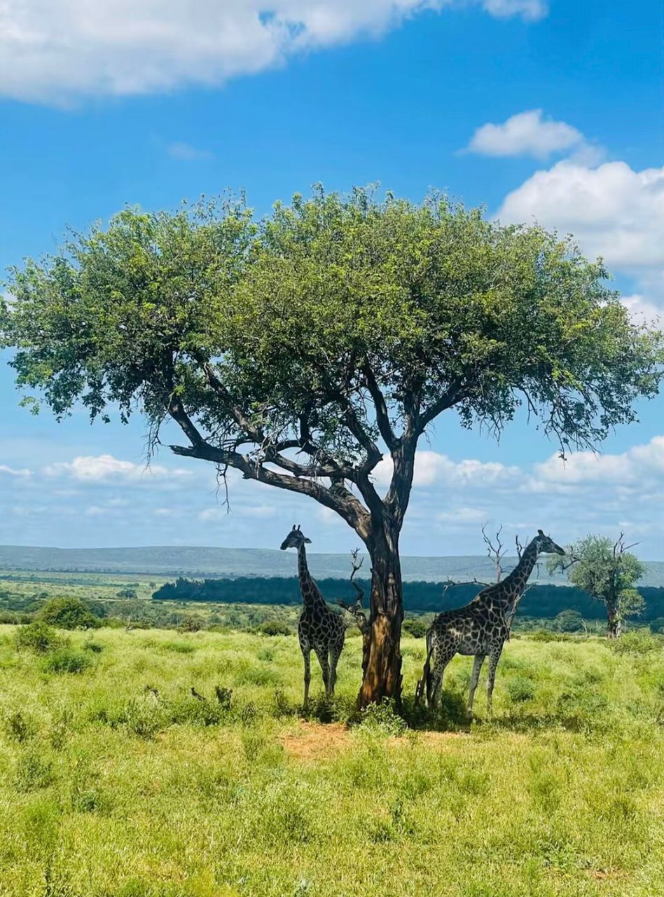 Premium African photo